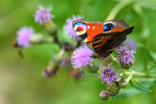 butterfly peacock eye close-up