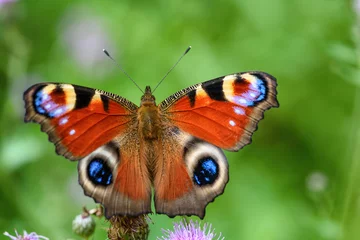 Photo sur Plexiglas Papillon papillon paon oeil gros plan