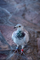 Close up of banded pigeon standing on flagstone patio.
