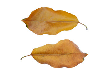 tropical leaves isolated on white background and clipping path included.