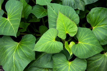 Natural bush background. Plant and leaves of Sweet potato purple Japanese Naruto Kintoki in organic farming garden.