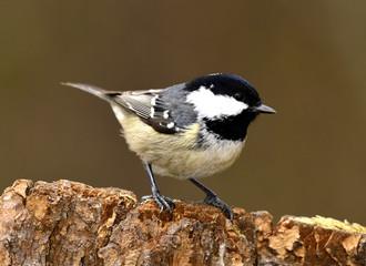 Meise; Tannenmeise; Periparus ater; coal tit; tit; chickadee; tomtit;