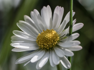 daisy