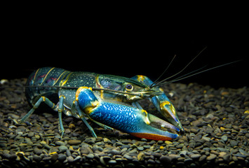 Rainbow Redclaw Crayfish Yabby (Cherax quadricarinatus) In aquarium on black background