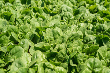 California Spinach Field