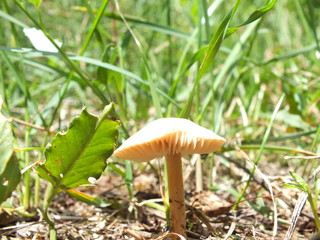 grzyb dziki leśny trujący wśród trawy  © Piotr
