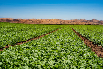 Fototapeta na wymiar California Spinach Field 