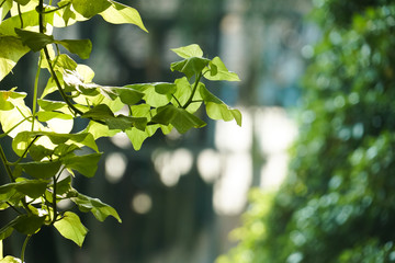 Fototapeta na wymiar green leaf plant tree morning light shadow