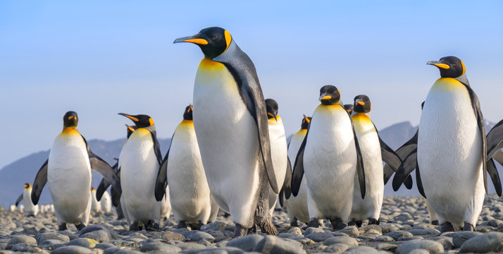 King Penguins, Salisbury Plain, South Georgia Island, Antarctic