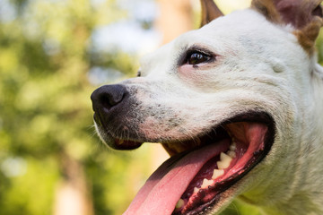 Obraz premium Dog having a big smile
