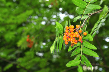 twig of a mountain ash with orange fruits