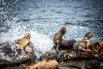 Fototapeta premium Seal