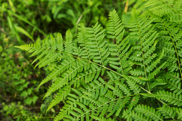 Leaves of the fern. The leaves of the green fern in the forest. Natural background.
