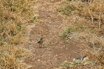 Berthelot's pipit in natural environment
