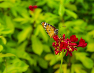 Beautiful butterfly drinking a sweet flower in the garden  