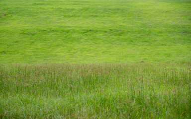 Obraz na płótnie Canvas A beautiful green grass field with small flowers background