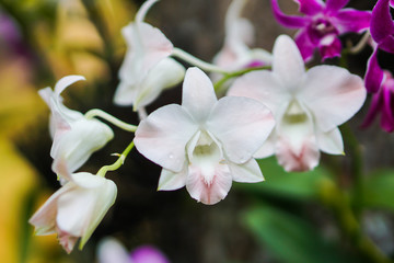 Naklejka na ściany i meble white orchid close up