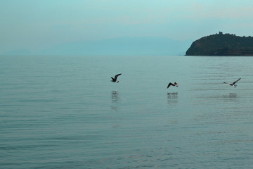 Fototapeta na wymiar seagulls fly over the sea