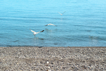 seagulls fly over the sea