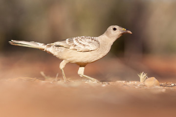 Great Bowerbird, Northern Australia