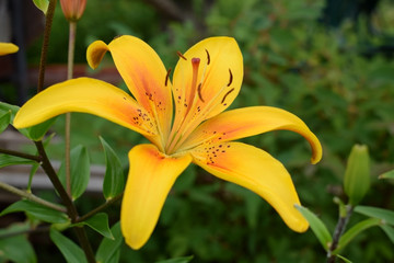 Yellow and orange lily against the green grass in the garden 