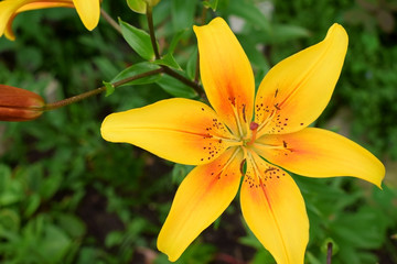 Yellow and orange lily against the green grass in the garden 