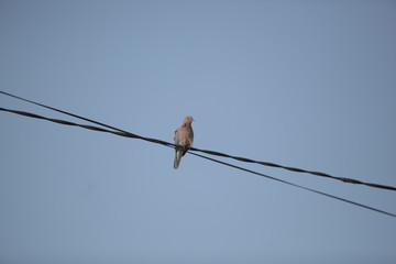 single dove sitting on a black fire cable with blue clear sky on a background