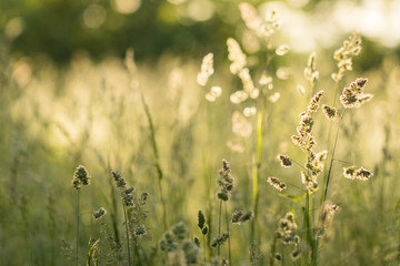 Lazy afternoon in a sun. Meadow grass against the sun. Warm tones. Peaceful, relaxing, quiet. Field of grass.