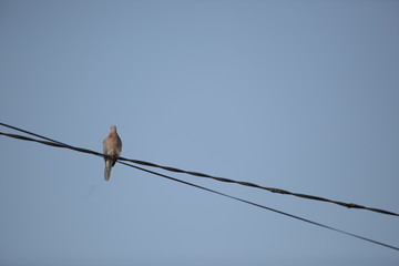 single dove sitting on a black fire cable with blue clear sky on a background