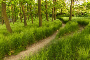 Obraz premium A path through fresh green forest. Spring scene with young leaves on trees, warm sunset light. Forest, travel, hike, walk, peace, nature, landscape.