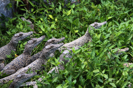 Baby Crocodiles on Farm in Cuba Fresh water Rhombifer protected by IUCN