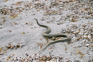 Змея, песок и ракушки