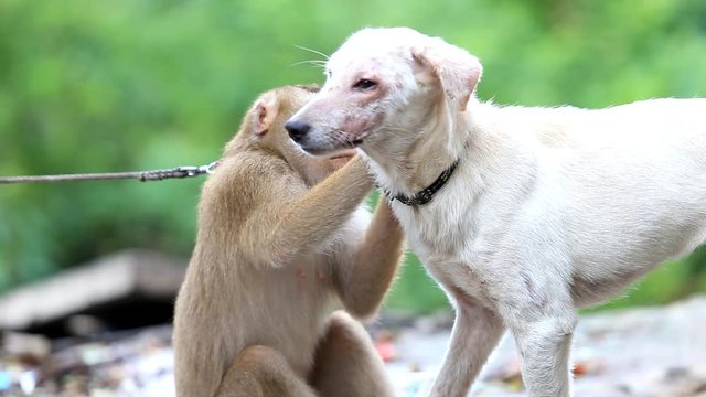 A monkey checking for fleas and ticks in the dog