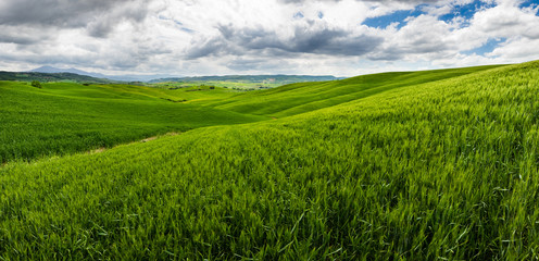 Fototapeta na wymiar Rolling hills, endless green fields. Amazing agriculture scene. Fresh spring green colors, crop, wheat. Cloudy sky, creating dramatic look.