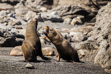 Seal fight. Two youngsters having fun on a rocky shore. Wildlife, animal, mammal, nature. Observe,...