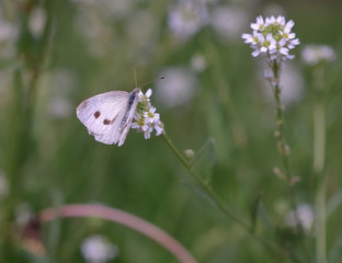 Motyl bielinek kapustnik, po łacienie pieris brassicae, na kwiatku koniczyny, rozmyte tło