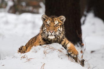 Young Siberian tiger resting on snow on winter morning. Sunlit scene of this beautiful dangerous yet endangered mammal.