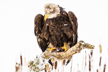 White bald eagle feasting on a fish, sitting on a branch, close to a lake. Winter scene. Predator,...