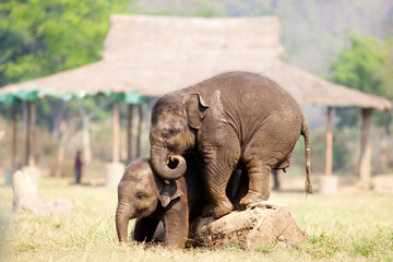 Two young rescue elephants playing in the mud