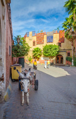 Donkey on the street of old medina in Marrakech, Morocco