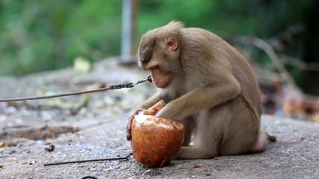 Monkey in the park 
