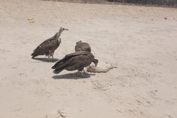 profile portrait of a vulture on a beach group of birds