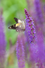 Yellow butterfly on purple flowers