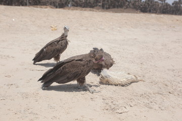 profile portrait of a vulture on a beach group of birds