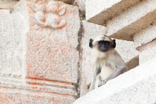Young Hanuman Languar sitting in Hampi temple
