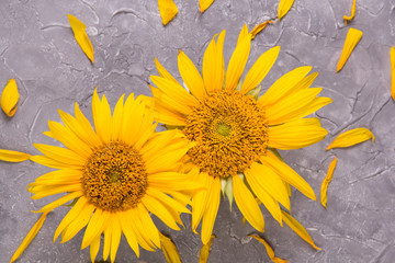 Two beautiful sunflowers