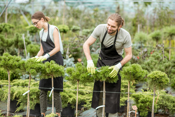 Couple of the workers taking care of decorative trees for sale in the shop of the greenhouse