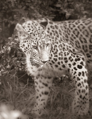 Fototapeta na wymiar guépard seul au zoo en noir et blanc en été de face