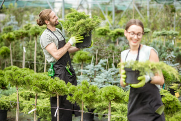 Young couple of workers in uniform working with green plants holding pots with conifer bush in the...
