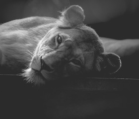lionne seule en train de se reposer en noir et blanc de face
